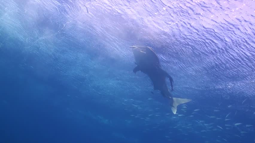 Looking up at partial silhouette of whaleshark as it swims across the ocean surface