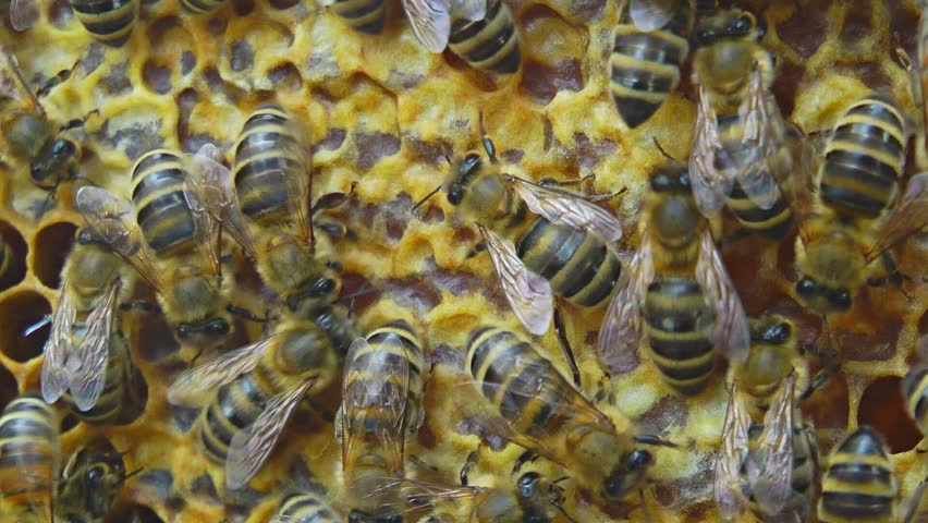 Bees at bee-yard