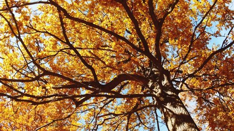 Panning low angle shot of an oak tree at autumn season