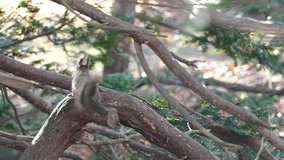 The humorous movement of wild squirrel _12
/ November 5, 2015 in Japan of the shooting in Hokkaido /
Cheerful squirrel of the video in late autumn autumn leaves remain