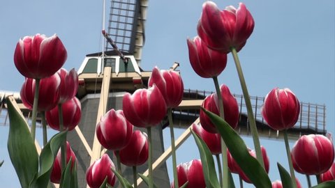 Classic Dutch windmill behind fresh tulips and blue sky in the background