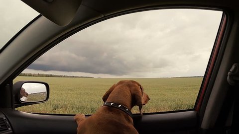 Dog looking into a car window.