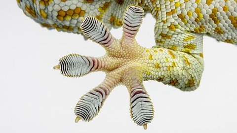 Macro of the foot and tail of a gecko.