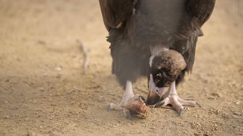 Black Vulture Eat Prey