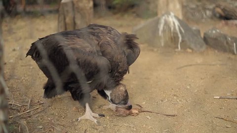 Black Vulture Eat Prey