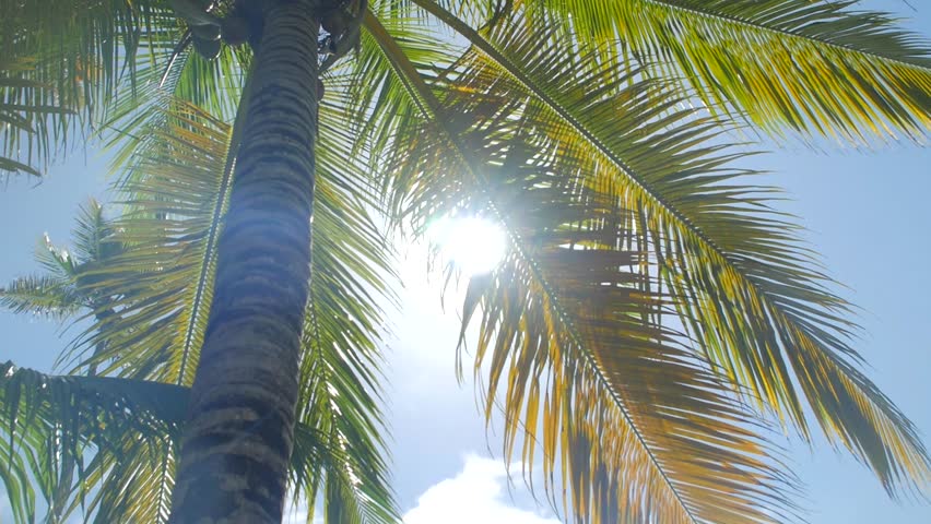 sun peaking through tall palm tree Stock Footage Video (100% Royalty ...