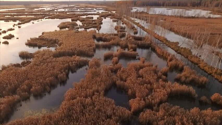 Autumn flight over yellow-blue swamps.