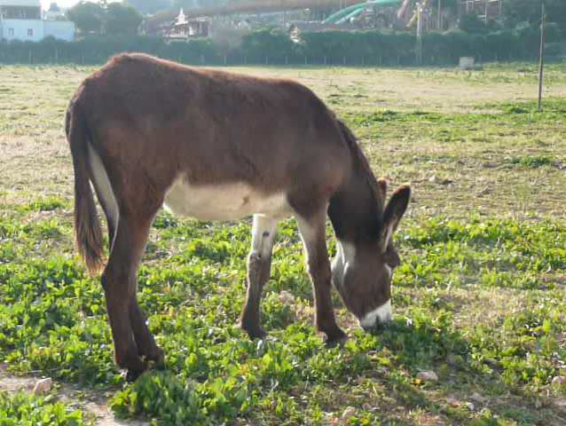 A Donkey eating grass