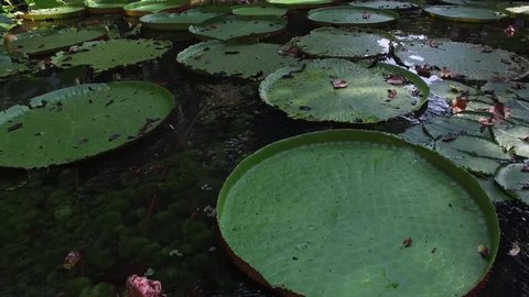 Flower of the Victoria Amazonica, or Victoria Regia, the largest aquatic plant in the world in Belem do Para, Brazil