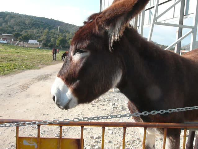 Close up of a donkey