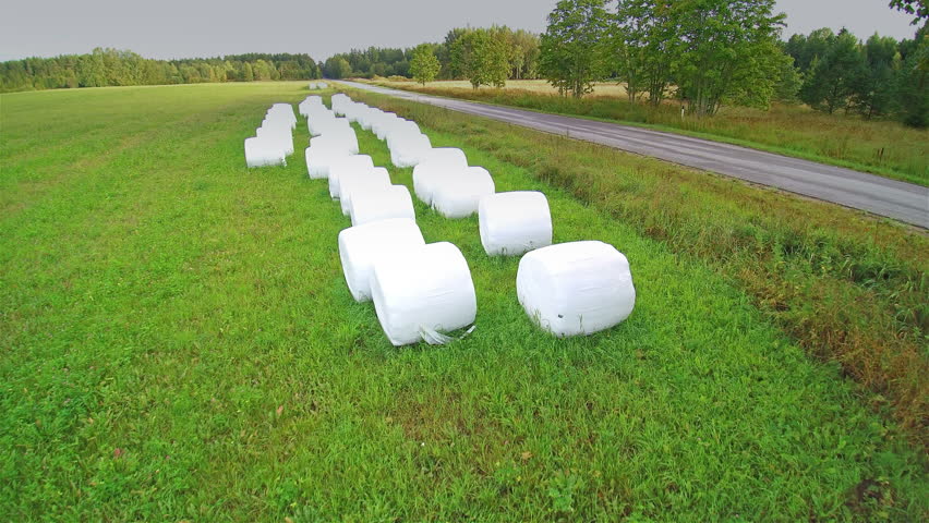 Rolls of white hays on the grass field. White hays like marshmallows are being displayed on the side of the road