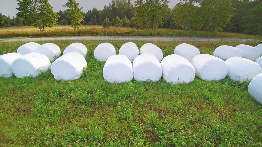 Marshmallow like rolls of haystack. The white haystack on the grassfield on the side of the road