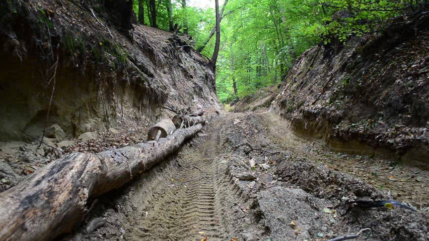 tourist trekking along the forest path