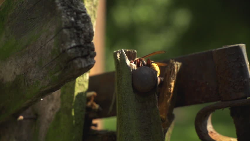 Wasp fly away in front of the camera, while an other wasp climbing in the background. Slow-motion footage.