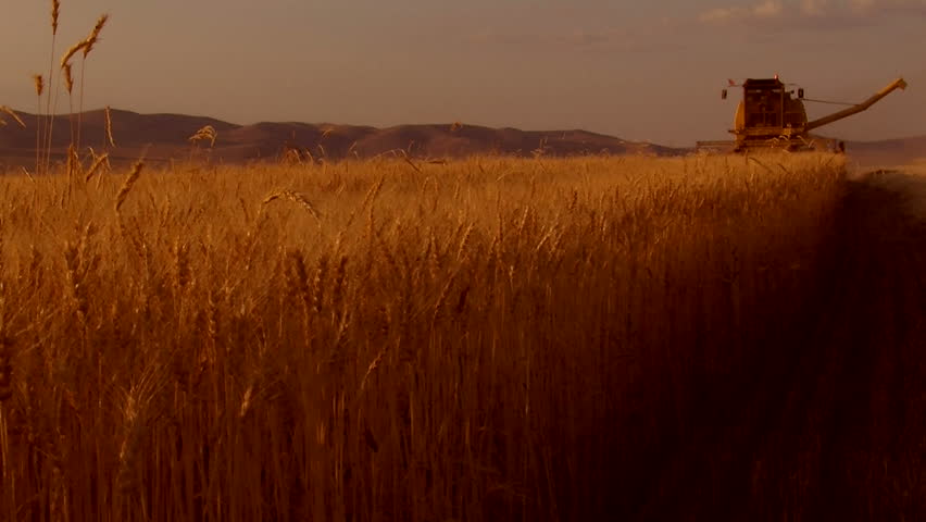wheat harvesting