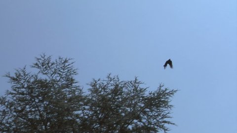 Flying crow silhouette 