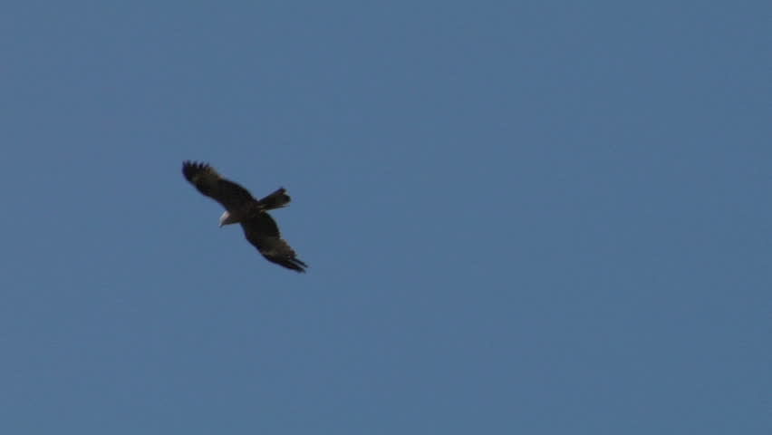 Flying hawk 