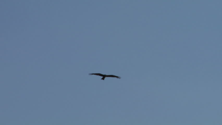 Flying hawk silhouette 