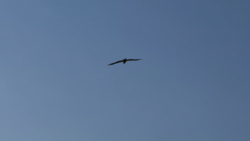 Flying hawk silhouette 
