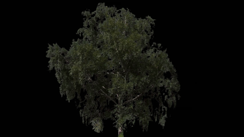 Isolate tree with alpha matte 