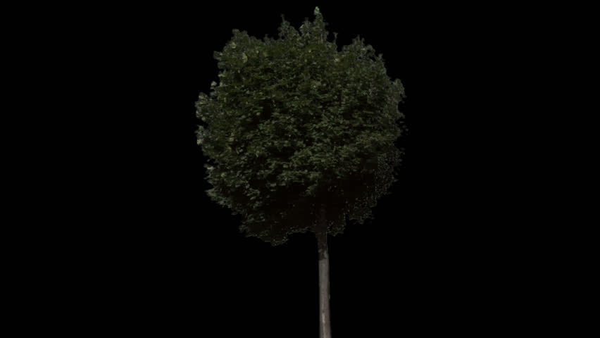 Isolate tree with alpha matte 