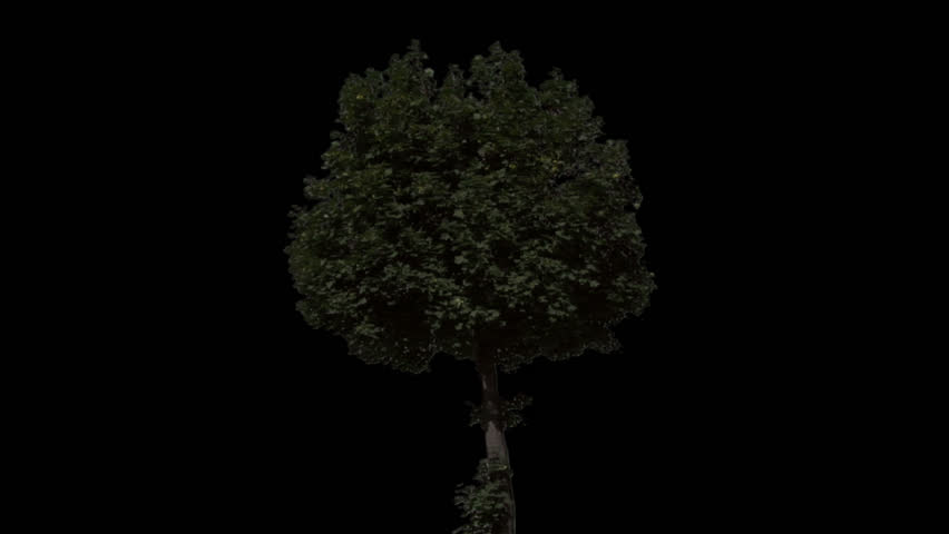 Isolate tree with alpha matte 