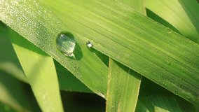 big drop of dew on the grass in the morning - Powered by Shutterstock - Get 15% off with code: PIKWIZARD15