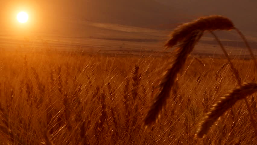 sun reflection on wheat