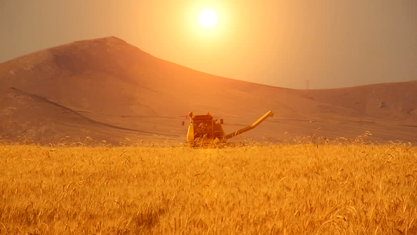 wheat harvesting sun reflection
