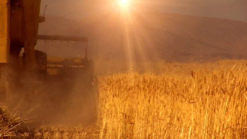 wheat harvesting sun reflection