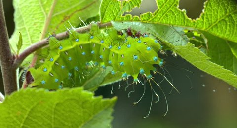 The caterpillar of a Saturnia pyri will grow up to the largest moth or butterfly in Europe, Spring 2015, Austria,