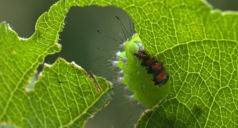 The caterpillar of a Saturnia pyri will grow up to the largest moth or butterfly in Europe, Spring 2015, Austria,