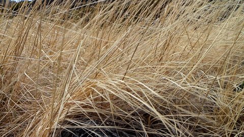 Dry last years grass shivering in wind. The end of the year and the life of annual plants. Symbol of old age, gray dry brittle hair