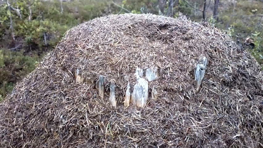 Sleet (graupel, rimed crystal) falling on anthill in which ants are crawling, sudden cold snap, changeable North spring weather