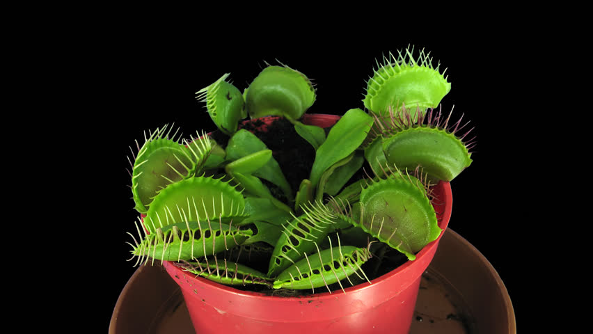 Time-lapse of growing Venus flytrap (Dionaea muscipula) plant 1x1 in PNG+ format with ALPHA transparency channel isolated on black background
