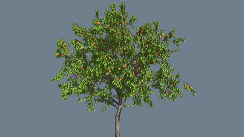 Peach ThinTrunk Tree on Alfa Channel, Tree Cut of Alfa Channel, Green Leaves and Yellow Fruits Peaches, Tree is Swaying at the Wind Summer Sunny Day, Computer Generated Animation Made in Studio