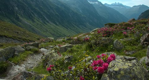 Hikers walking along Alpine roses  in the Alps in the Krimmler Achental valley, Krimml, Austria, July 2015
