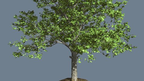 Red Maple Tree Trunk and Crown on Alfa Channel, Tree Cut Out Of Chroma Key, Tree Crown with Green Fluttering Leaves is Swaying at Strong Wind in Summer Day Computer Generated Animation Made in Studio
