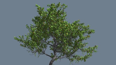 Red Mangrove Small Thin Tree on Alfa Channel, Tree Cut Out of Chroma Key, Tree is Swaying at the Wind in sunny summer day, Green Narrow Leaves on Tree Crown, Computer Generated Animation Made in