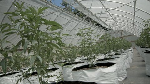 This is a twenty-four hour time-lapse of a marijuana/cannabis greenhouse