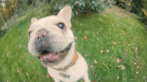 Cute little aggressive French Bulldog attacking camera POV