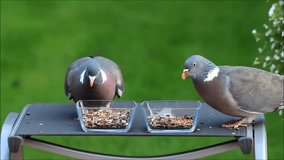 Pigeon feeding with bird seed, green background  
