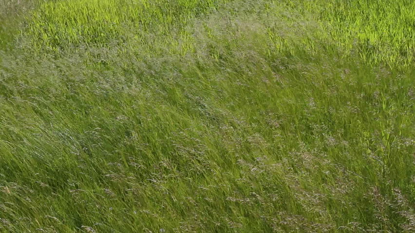 Grass blowing in the wind
