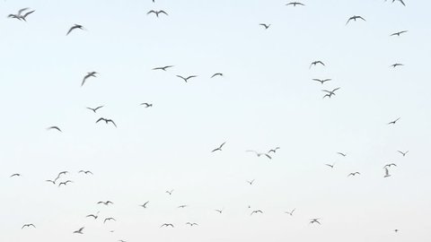 Sea gulls flying in the blue sunny sky over the coast slow motion