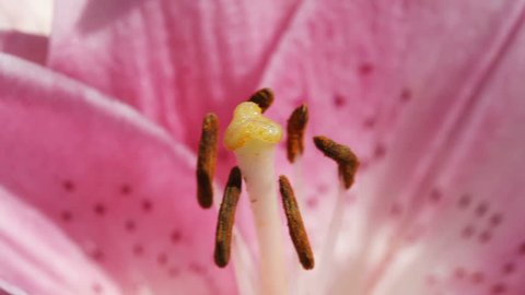 Pink lily close up. Tripod  Stock video