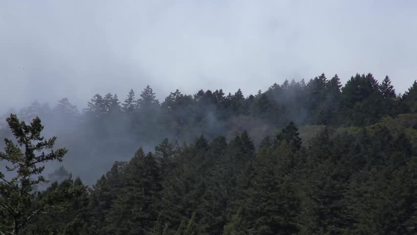 Wispy foggy mist rising over pine covered coastal mountain ridge. California coast, San Francisco Bay area.