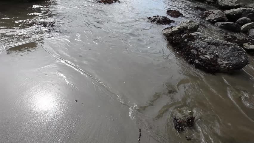 Northern California coastal tide pool with wet brown sand, rocks and rich with healthy kelp Close up panning gently to the right with the water waves lapping up under the camera.

 
