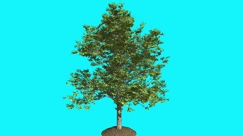 Red Maple in the Ground Thin Tree with Green Leaves on Chroma Key, Tree on Alfa Channel, Tree on Blue Screen, Crown with Leaves is Swaying at the Wind in summer, Computer Generated Animation Made in