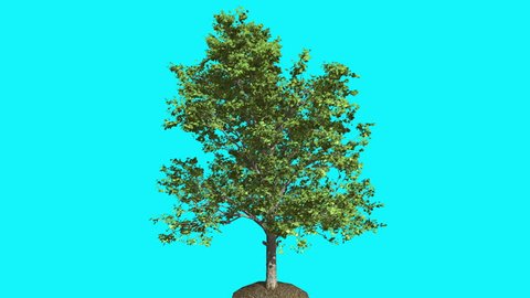 Red Maple in the Ground Thin Tree with Green Leaves on Chroma Key, Tree on Alfa Channel, Tree on Blue Screen, Crown with Leaves is Swaying at the Wind in summer, Computer Generated Animation Made in