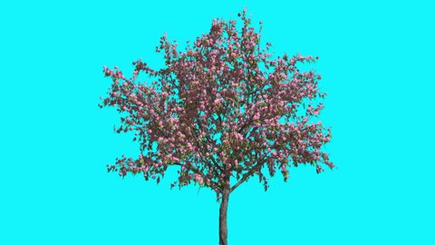 Peach Tree with Pink Flowers on Chroma Key, Tree on Alfa Channel, Tree on Blue Screen, Tree with Thin Trunk and Crown with Green Leaves are Swaying at the Wind in springtime, Computer Generated